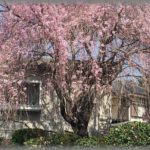 【ずうずうしい話】実家の庭に植えられた8本の桜。手入れにお金と手間もかかるし、そろそろ寿命ということもあって伐採した。そしたら近所や向かいの飲食店の人たちが押しかけて来て「なんで断りもなく伐採したんですか！？」