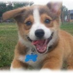 【愚痴】犬を飼い始め、ペットショップやドッグトレーナーのアドバイスを参考にお世話してたんだけど、ワクチン打ちに行った病院の医師にボロクソに言われた。それ合ってるか…？