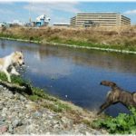 【修羅場】川で犬を遊ばせているとき、犬が何やら白いビニール袋で遊びだしたのだが、よく見るとそれはビニール袋ではなく…