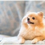 【後味の悪い話】近所の婆さんが「リードすると嫌がる」ってノーリードで小型犬を飼っていた。近所の人は車の出し入れに気をつけていたが…