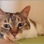 【癒し】轢き逃げにあい怪我した子猫をみつけた。つい拾って病院連れてって連れて帰ってきたのだが、先住猫は全く興味を示さない。