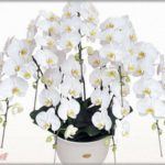 【自爆乙】夫の実家は植物のレンタル屋をやっている。私「これ捨てちゃってもいい花ですか？」トメ「ええ。家に嫁に来たんだからそれ位見て分かるようになってほしいわ」→これがなんとｗｗｗ