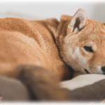 【衝撃体験】格上の家柄の彼氏の家に結婚前の顔見せに行くも、姑は中流以下の私が気に入らず小言を言われる始末。しかし、育ちの違いが辛くて私がシュンとなると姑の目が点になって…。