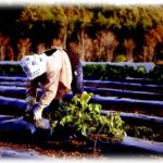 【報告者がクズ】私は農家の一人娘なので旦那に婿入りしてもらった。結婚後すぐ私が旦那を残して単身赴任することになったんだけど、なぜか旦那に連絡がとれなくて…。