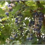 【泥ママ】早朝庭に出たら、近所のママさんがザル持参で一心不乱にブルーベリーを摘み取っているところに出くわした。