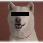 【キチガイ】猫がいるからと犬を預かるのを断ると、わざとリードを離し猫を襲わせ無理やり置いていったキチ。犬は庭に繋いで翌日猫の病院代を請求すると…。