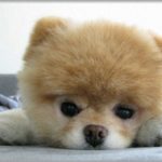 【ほんわか】両親がやっと愛犬の死から立ち直って新しいわんこを迎えた。その生後2ヶ月の子犬が・・・