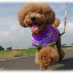 【クズだらけ】友達が捨て犬を拾ったが、ペット不可物件住みで里親も見つからず私が引き取った。しかしすぐに犬に病気が発覚。この病気のデータで元の飼い主が分かったが…。