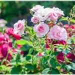 【図々しい！】子連れの若いママさん数人がうちの庭でお弁当ランチをさせて欲しいと、断っても断ってもやってくる！