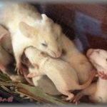 【胸糞】不妊で子供が産めず、養子をもらった義兄嫁。私が立て続けに3人子供を産むと「ハツカネズミみたいに産むのね」と目の敵にしてくるので、疎遠にしてた。ところがある日突然乗り込んで来て「誰かがうちの子に養子ってばらした！犯人はこのハツカネズミに違いない！」