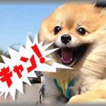 【キャンと言わせてやる】夫の倍稼ぐ大黒柱の私に、「生活が派手」「家事がダメ」とネチネチとイビってくるトメ。お金に困ってるらしく、うちに身を寄せてきた。ところが同居初日、「嫁子さんは、お茶もいれないのね？」とさっそく文句言ってるのが聞こえてきた。それを聞いた私は・・・