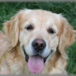 【冷めた】俺のベタ惚れで付き合い始めた彼女を初めて家に連れて来た。そしたら飼ってる犬のタローを見て彼女が言った「私と付き合いたかったら、タローくんをどこかに捨ててきてくれない？」