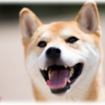 【かわいい】義母がうちの柴犬♀の尻尾を下に垂らそうと苦戦してた。私「お義母さん何やってんの？」義母「だって…」私「ぶっｗｗｗｗ」