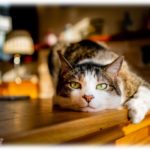 【不思議な話】嫁が猫に下僕認定された。まるで姑のような態度をとる猫だったが猫が天寿を全うした後、嫁が入院した時に不思議なことがあった。