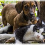 【ほっこり】飼い主「保健所から引き取った犬と、行き倒れの猫を拾ったけど特別な感情なんてないなぁ…。○○だし○○だしなぁ」スレ民「これは良いツンデレ」