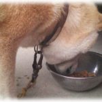 【衝撃体験】うちで飼ってた犬がフゴフゴ言いながら餌食ってるのを見て何の気なしに「噛む音聞こえないけどちゃんと噛んでるか～？」と話しかけた結果…。