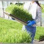 【コトメ】義実家に寄生してたコトメが農家の跡取りと結婚したいと言い出した。義両親は大反対したけど、コトメを追い出したい一心の私は「私は応援するよ！」と煽り続け、無事結婚。そして５年後、思いがけない事態に・・・