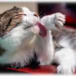 【猫又化】猫「ニャー！（朝ごはん！」私「（まだ早いから無視でいいや）」猫「……〇〇」私「！！？」