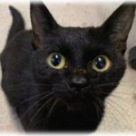 【可愛すぎw】キャットフードの容器のフタがちょっと緩んだ隙に・・・