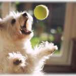 【クズ】同級生「引っ越すから犬飼えない」私「私がもらう！」→同「犬2匹って言ったんだけど…」私「え？は？！」