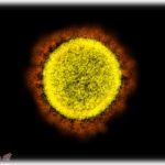 【すごい】コロナに罹ったら保健所からもらえる療養キットご覧ください