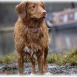 【神経疑う話】同級生が引っ越すことになって、飼ってた犬を私が引き取ることになった。ところがその後何も言ってこないので連絡してみたら「もう引っ越し先にいるの～」「犬は？」「元の家にいるよ」慌てて彼女の元の家に行ってみると・・・