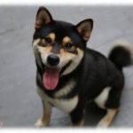 【衝撃体験】友人宅のドッグランで。私「ライムー（柴犬）」ライム「ワン！」女「ちょっと！！」私＆ライム「？！！」