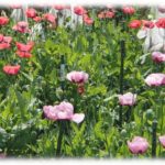 【衝撃体験】母の体験談。ある日家に帰ると祖母の畑が燃やされてた。畑では病院でもらった花を育ててたんだけど、実はその花…。