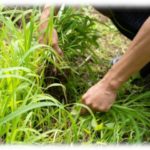 【クズ】隣の中学校の教師「草むしりッスか？ここもついでにやっといてもらっていいッスか？」俺「は？」その場で校長を呼び出して苦情を言ったんだが…。