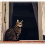 【怖い話】4年前に死んだと思ってた猫の声が窓の外で聞こえた。嬉しくなった俺は猫を家に入れようとしたのだがお袋が…。