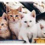 【GJ】A「餌あげてたノラが子供産んだから飼って」私「無理」A「子猫どうするの！可哀想じゃない！」私「（カチン）あのさぁ…」