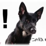 【警察犬並】嗅覚過敏の私「（友人がいつもと違う香りだ）それ何て名前のコロン？珍しい香りだね」友人「え？どんな香り？」→問題解決