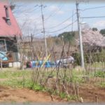 【相談】うちの実家の土地に家を建てて最高に幸せだったが、嫁が鬱っぽくなった。俺の母や祖父母が庭をウロウロ歩き回り窓から覗き込んできたり庭の花の水を勝手にやる、野菜の芽が出たら摘んでしまうのが嫌らしい。